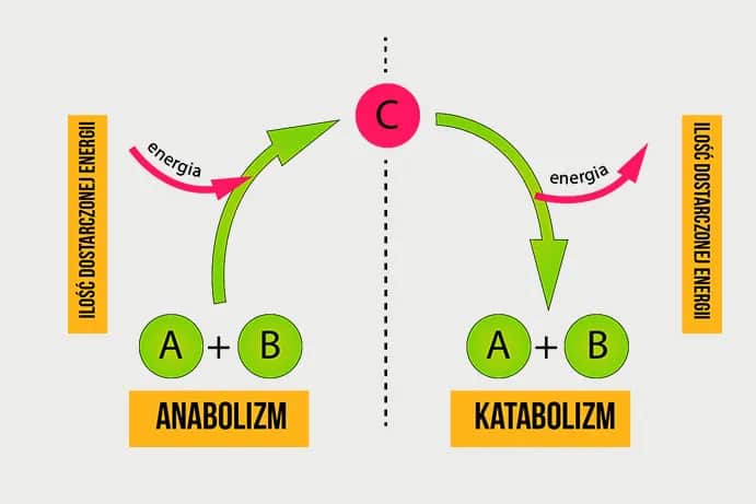 Metabolizm w biologii: Zrozumienie kluczowych procesów i ich znaczenia