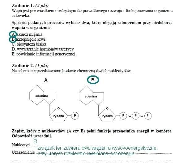 ATP w biologii: Klucz do zrozumienia energii w komórkach