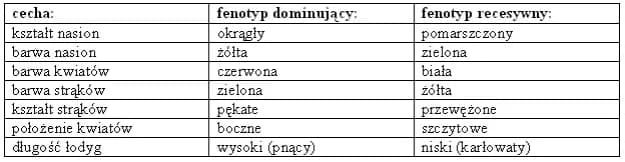 Czym jest genetyka? Proste wyjaśnienie podstaw biologii i jej znaczenie w życiu