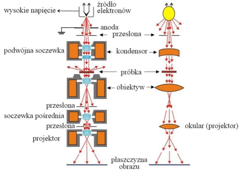 Co to jest SEM w chemii? Definicja, zastosowania i przykłady mikroskopii elektronowej