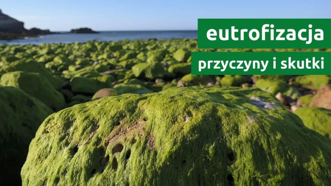 Na czym polega zjawisko eutrofizacji i jak wpływa na ekosystemy?