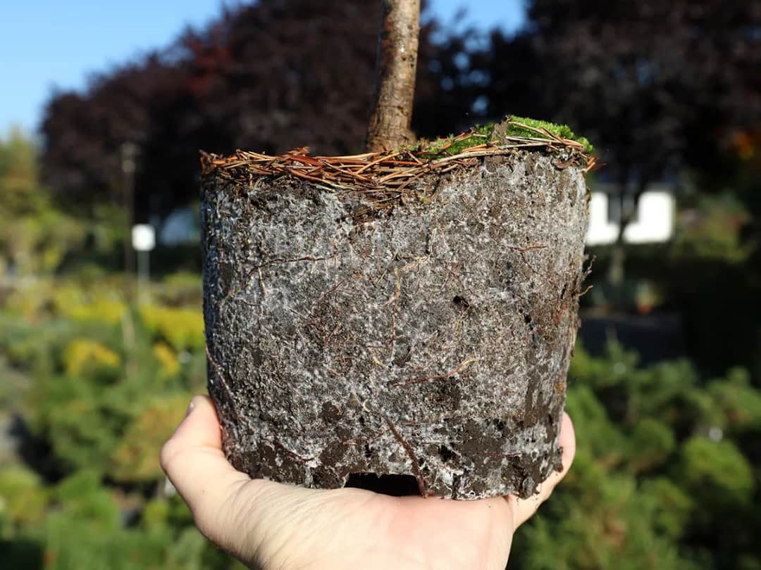 Na czym polega zjawisko mikoryzy i dlaczego jest tak ważne dla roślin?