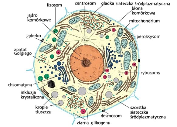 Co to jest komórka w biologii? Definicja, funkcje i przykłady prosto wyjaśnione