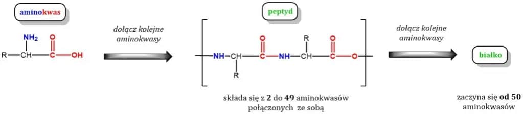 Co to są białka chemia i dlaczego są kluczowe dla życia?