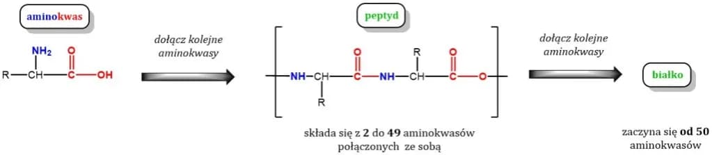 Co to są białka chemia i dlaczego są kluczowe dla życia?
