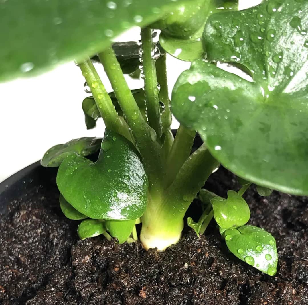 Jak kwitnie filodendron atom - kluczowe warunki i pielęgnacja